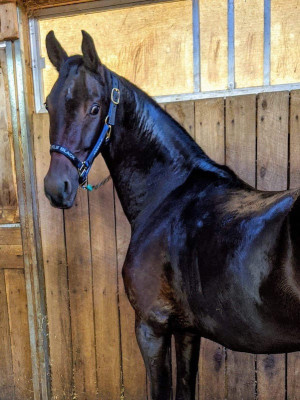 castle in stall